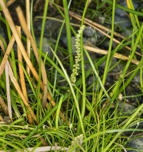 Streaked Arrowgrass