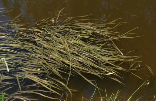Eel grass