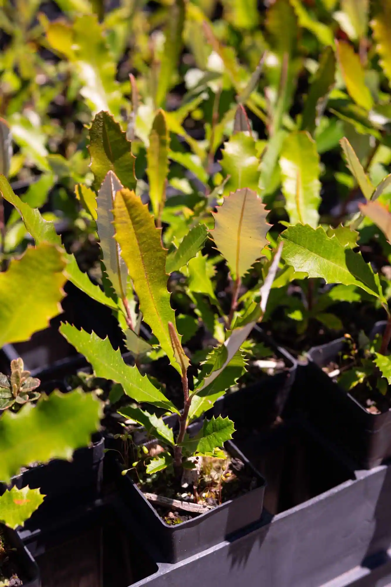Coastal Banksia - Image 3
