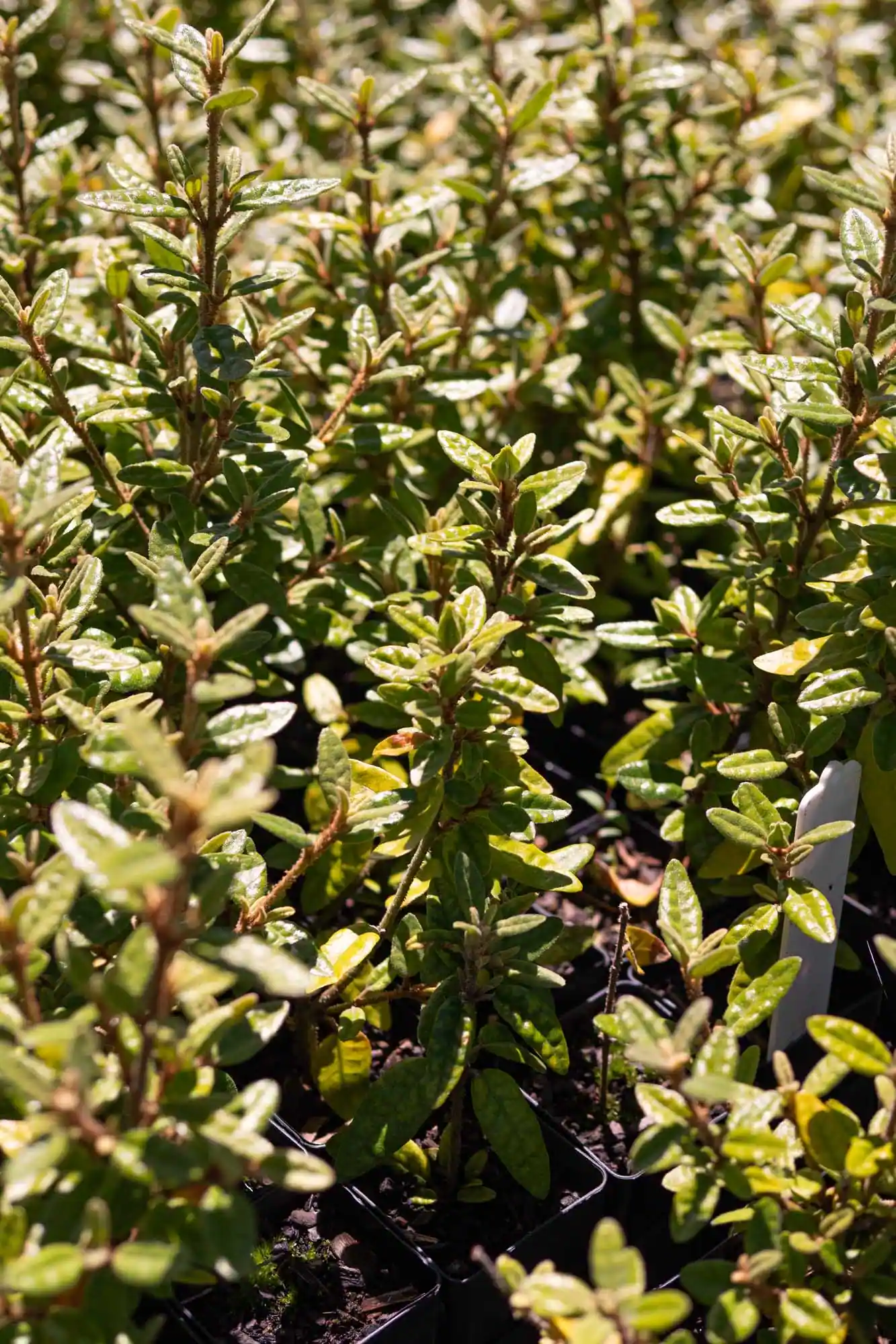 Common Correa - Image 3
