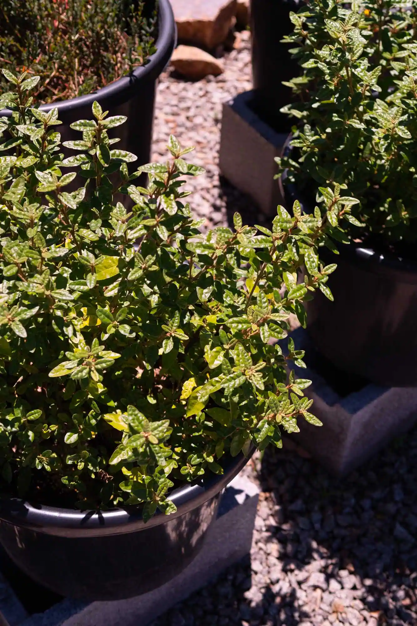 Common Correa - Image 5
