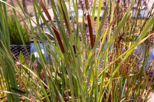 Bullrush