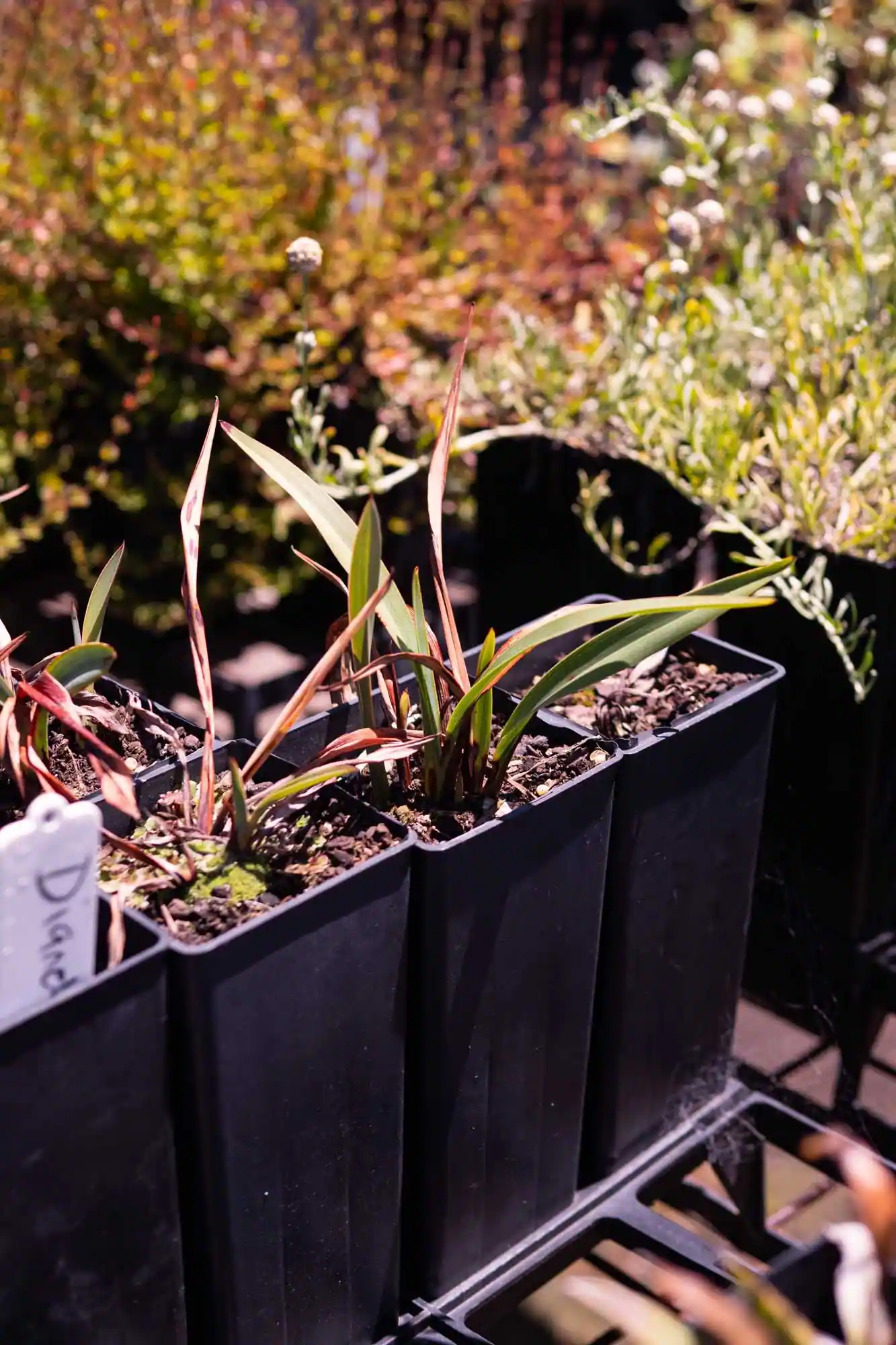 Black Anther Flax-lily - Image 3