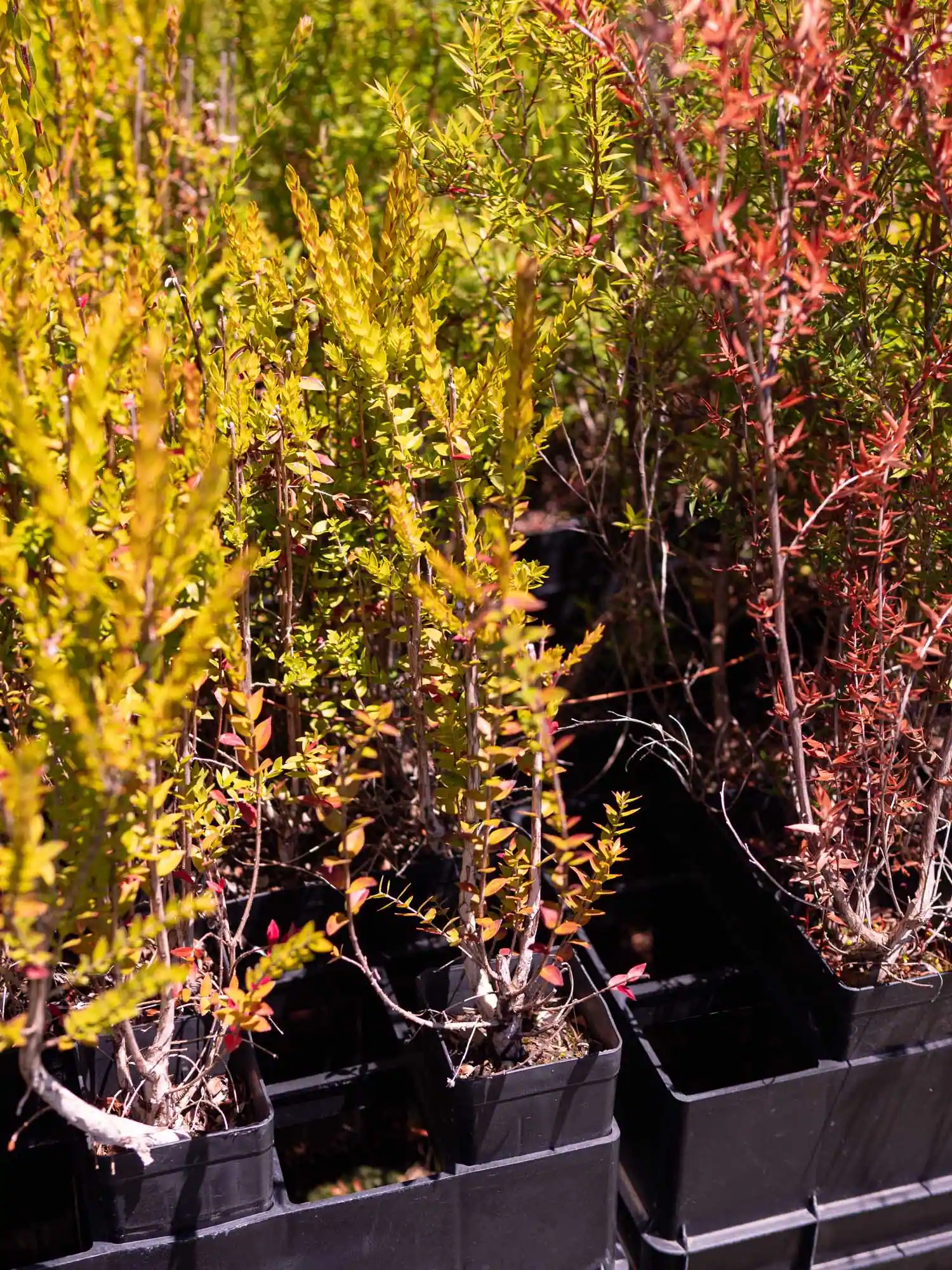 Scented Paperbark - Image 3