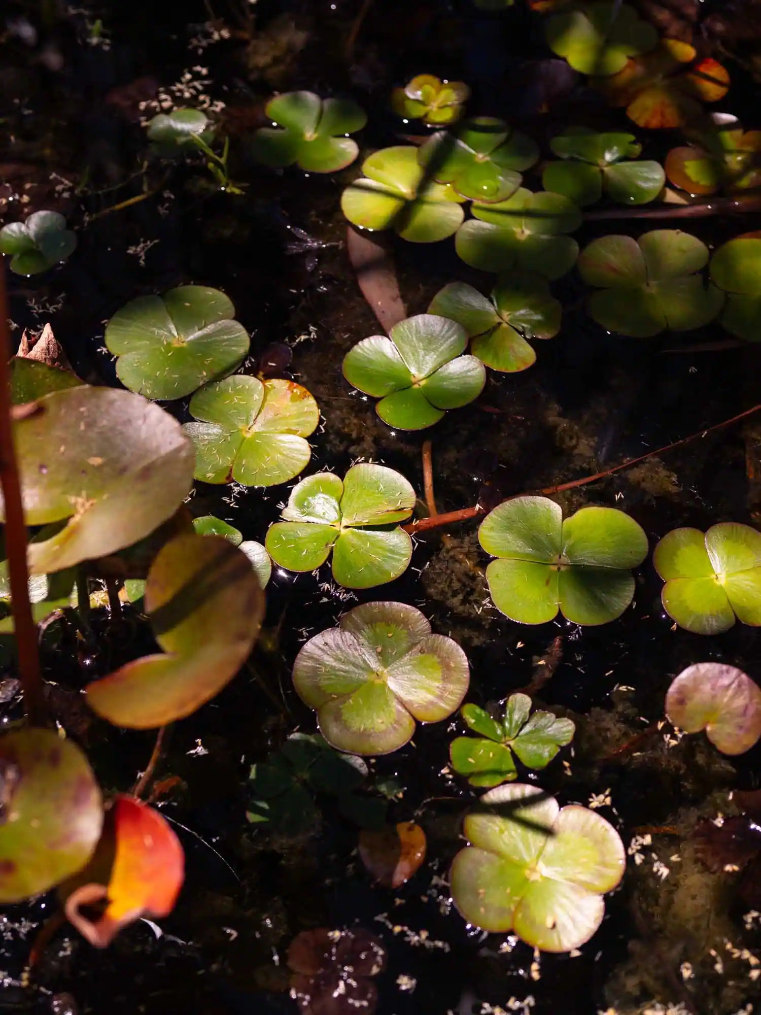 Common Nardoo - Image 3